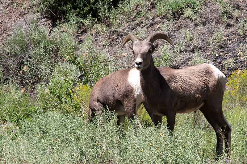 Bighorn Sheep