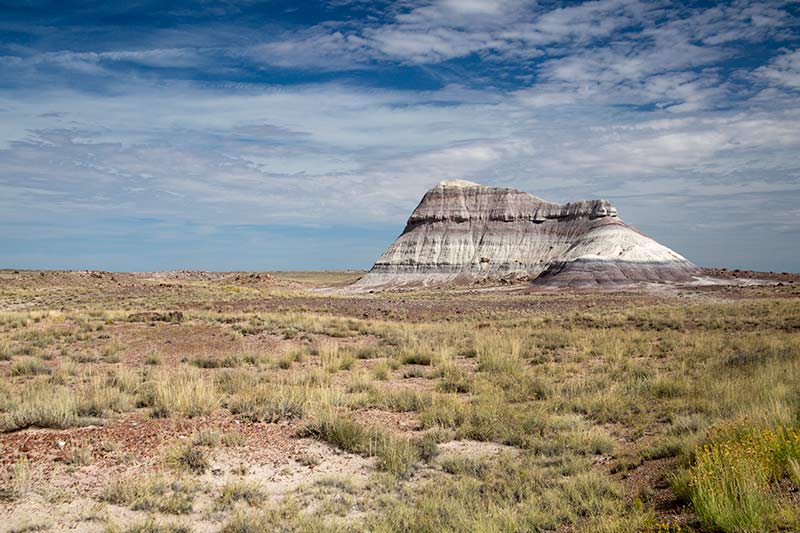 Petrified Landscape 01