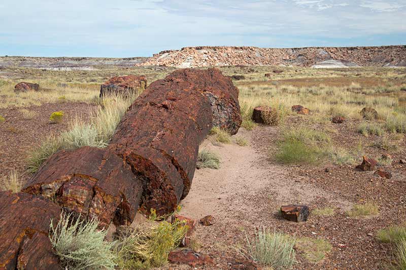 Petrified Log 01